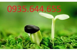 CHỐNG HÔI NHÀ VỆ SINH-TOILET  0946.600.500